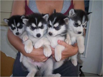 Champion Bloodline Siberian Husky Puppies Now Available