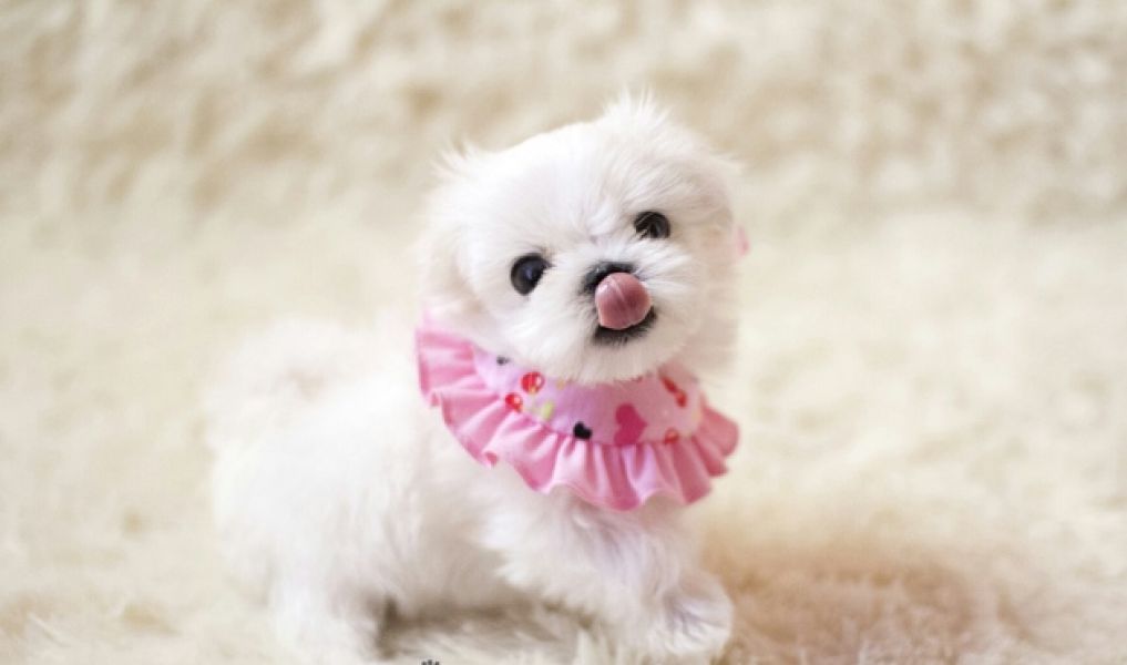 Tiny Teacup  Maltese ready for sale