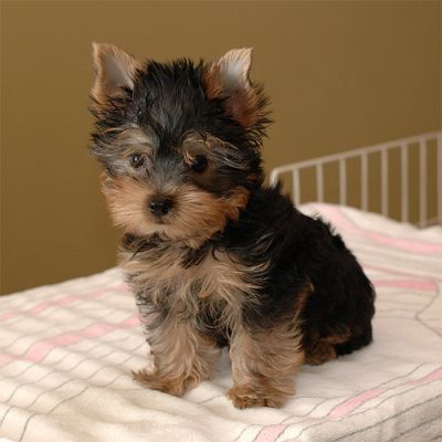 Cute X MAS Male And Female Yorkie Puppies For Sale Now Ready To Go Home
