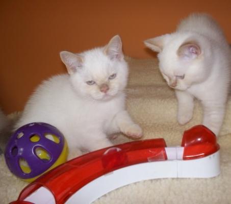 British Shorthair Red Tabby Kittens for adoption