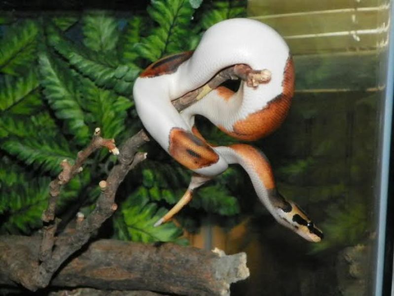 Albino and piedbald pythons
