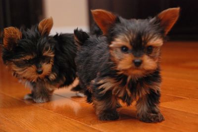 Awesome Teacup Yorkie Puppies for Adoption..