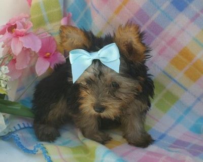 charming yorkie puppies for adoption