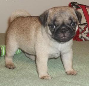 male and female Pug puppies 