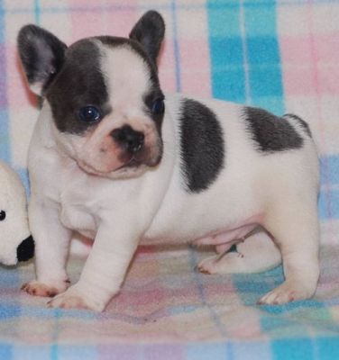 French Bulldog Puppies For Sale