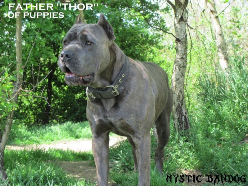 American Bandogge - Puppies