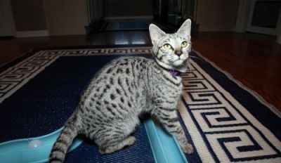 Registered Bengal Kittens For Adoption