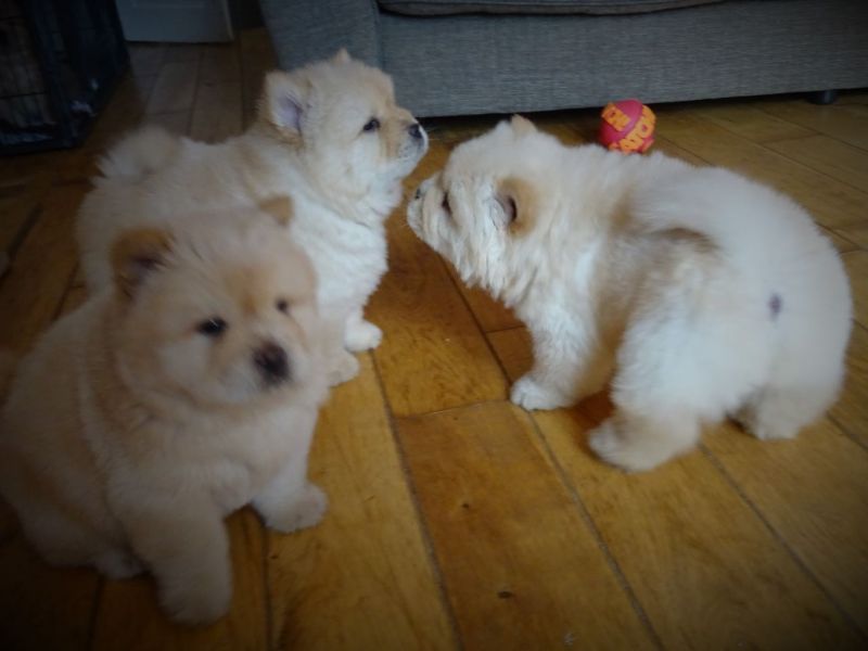 Socialized Chow Chow puppies