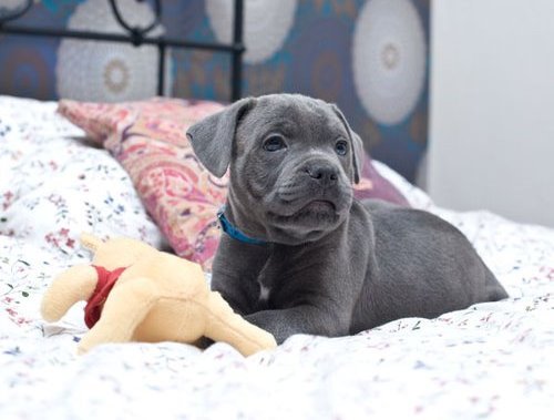 Registered Premuim Showcase Staffordshire Bull Terrier Available!!!!