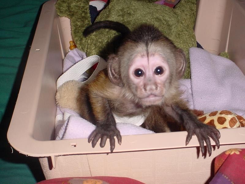  Capuchin Monkey For Re-homing (561)4946961