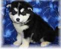 Alaskan Malamute puppies for free adoption