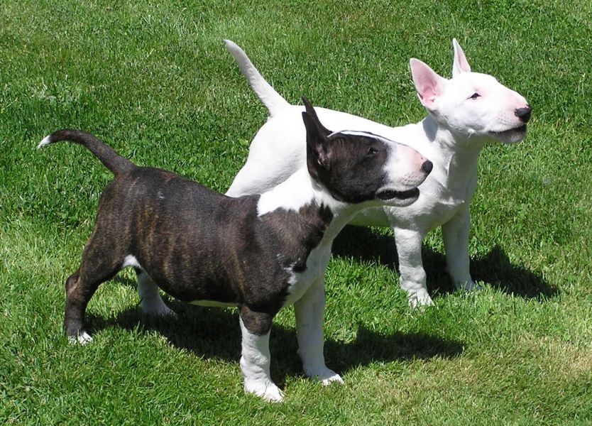 10 Weeks bull terrier puppies...