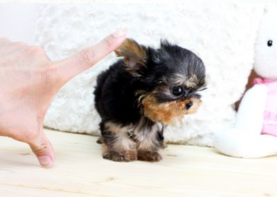 Precious baby doll face yorkie puppy for free adotion 
