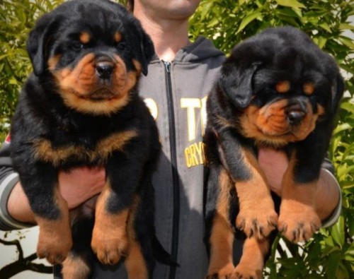 Pedigree Stunning Rottweiller Puppies Available