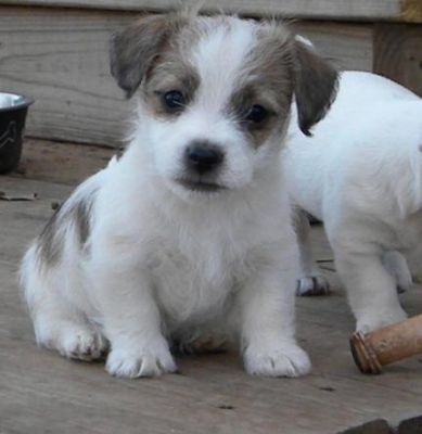 well trained jack Russel puppies for sale 