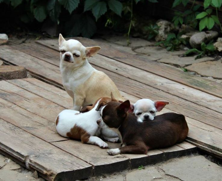  mini toy chihauhua puppies for adoption