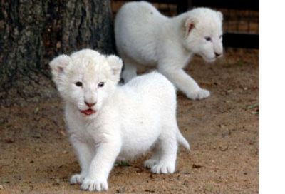 Registered Home Raised Tiger, Cheetah, Lion cubs and Fennec Fox for sale