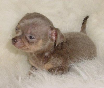 Chihuahua puppies available now.. 