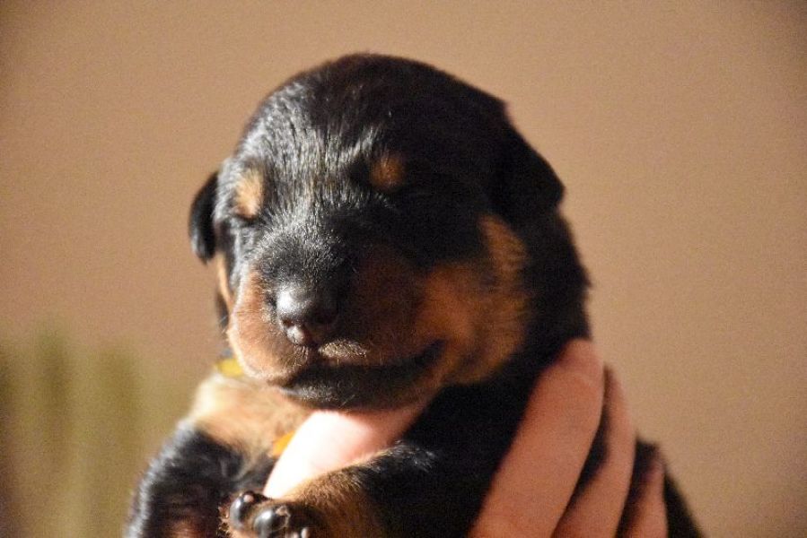 Beauceron puppies with pedigree