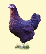 Best Place to Shop Chicken for Sale in UK – Golden Valley Poultry