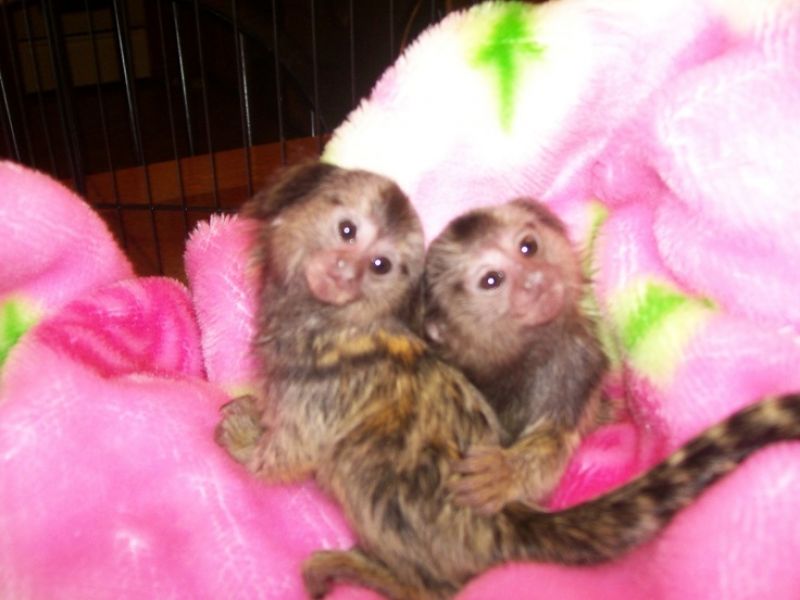 Cute babies  pygmy marmoset monkeys for sale