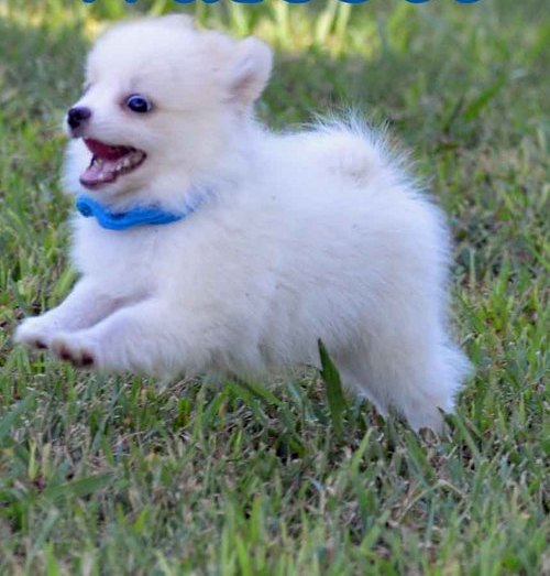  Pure White Pomeranian Puppies.