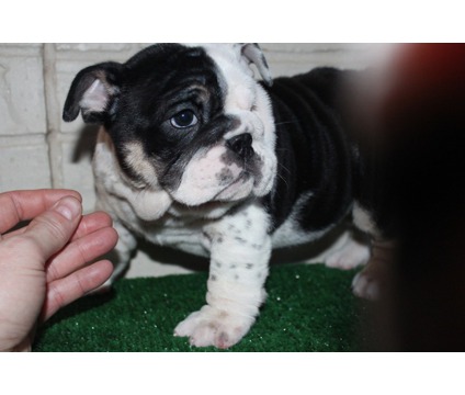 Cute English Bulldog puppies