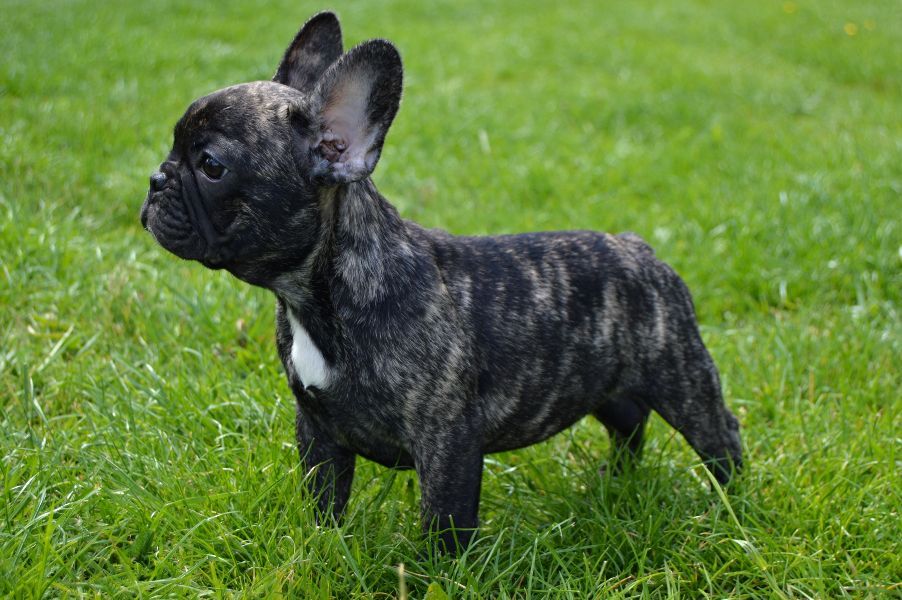 French Bulldog puppies with pedigree