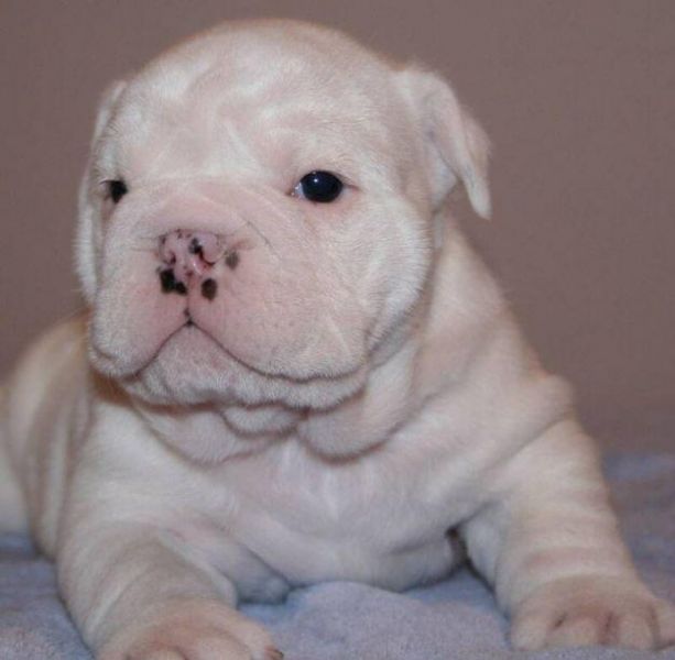 Healthy English Bulldog puppies for adoption