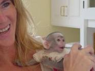 Adorable capuchin monkeys for X-mas