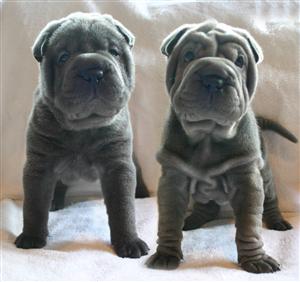 *****Easternskyes BLUE Shar Pei Pups