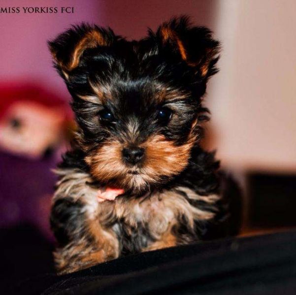 Cute Yorkie puppies for adoption Text me at + 1786-480-2944