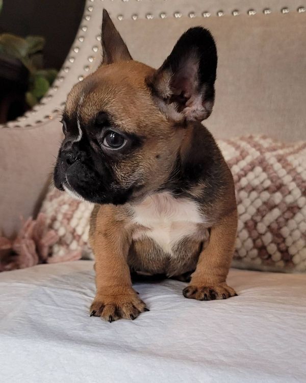 French bulldog puppies for adoption