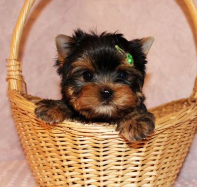 Well Trained Teacup Yorkie Puppies For Adoption