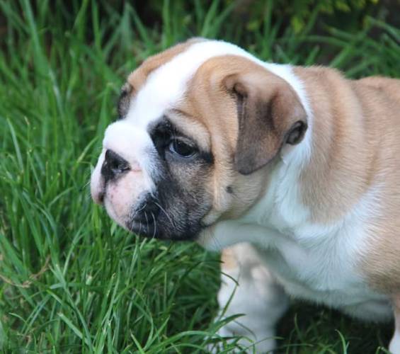 Beautiful English bulldog puppy (FCI)