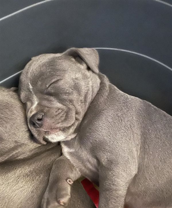 Purebred English Blue Staffy Puppies for Sale