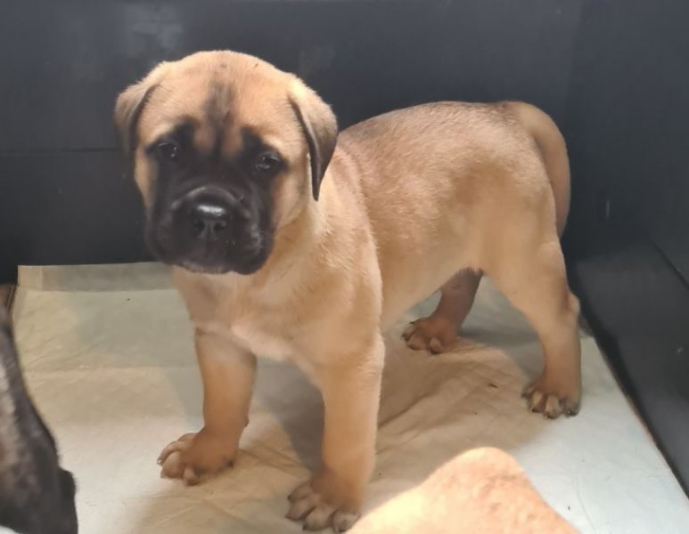 Stunning Kc Bullmastiff Pups for new homes 