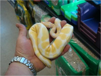 cute piebald pythons available for sale.