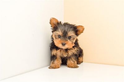 City champion yorkie puppies for homes 