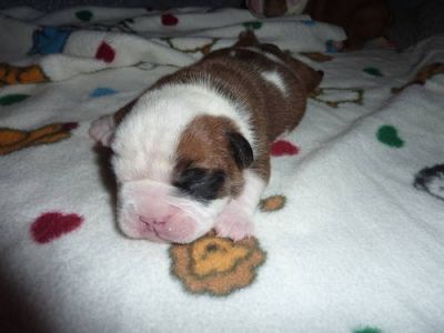 cute and most loving x-mas english bulldog puppies for sale 