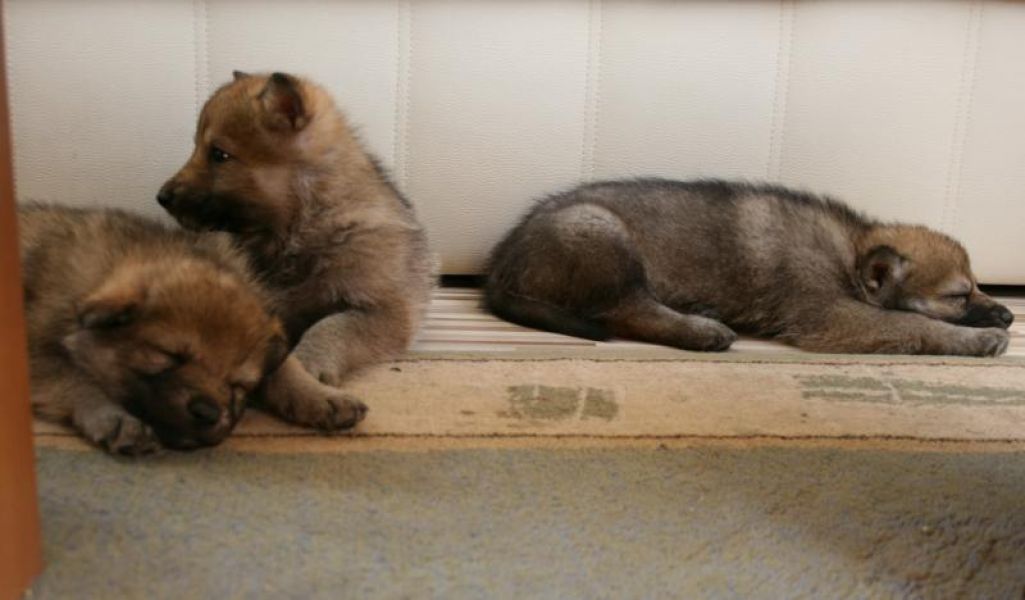 Czechoslovakian Wolfdog FCI puppies