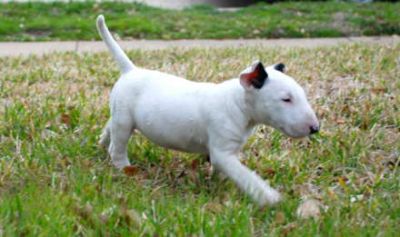Super miniature male and female bull terrier puppies available to pet lovers text me at (409) 292-92