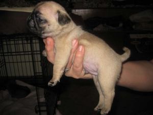 Marvelous Vet check and Potty trained Pug Puppies