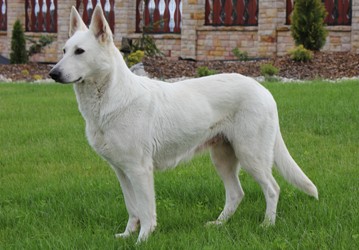 White Swiss Shepherd Dog purebred puppies FCI