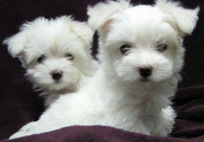 GORGEOUS TEACUP MALTESE PUPPIES FOR ADOPTION