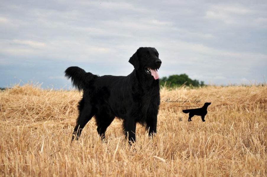 Offer of mating, beautiful and successful dog Flat Coated Retriever