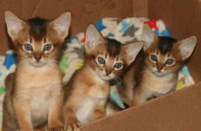 Abyssinian Kittens Ready For Sale