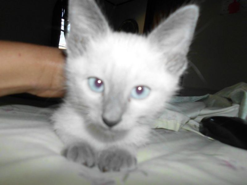 Adorable Siamese kittens