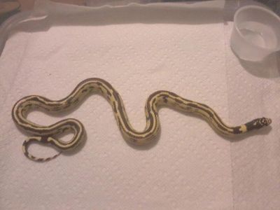 cute and adorable male and female king-snake Ball ,Piebald and Albino pythons for adoption