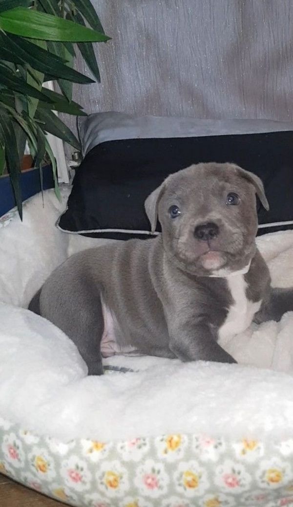  Staffordshire Bull Terrier Pups